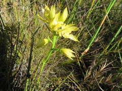 Orthochilus tabularis