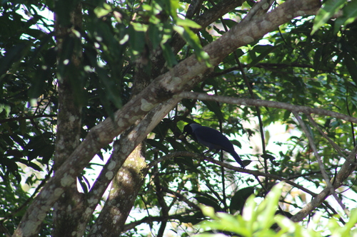 Violaceous Jay (Cyanocorax violaceus), photo 9