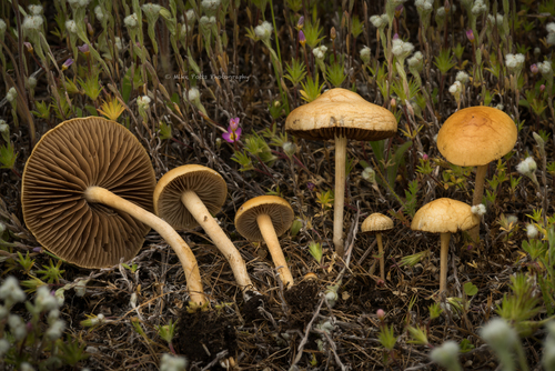 Agrocybe pediades