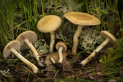 Agrocybe paludosa