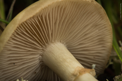 Agrocybe paludosa