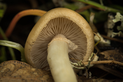 Agrocybe paludosa