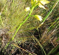 Orthochilus tabularis