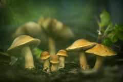 Agrocybe putaminum