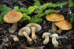 Agrocybe putaminum