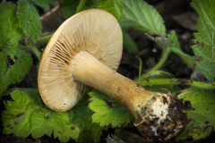 Agrocybe putaminum