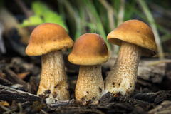 Agrocybe putaminum