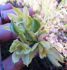 Orthochilus tabularis