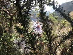 Diplostephium hartwegii