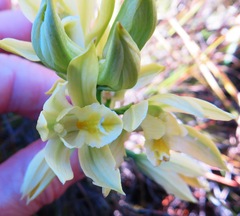 Orthochilus tabularis