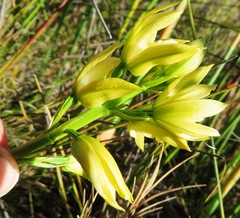Orthochilus tabularis