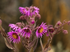 Senecio formosoides