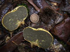 Truncocolumella citrina