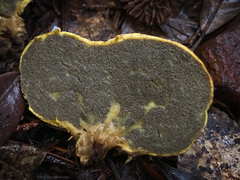 Truncocolumella citrina