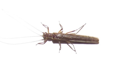Gripopterygidae