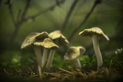 Pseudosperma rimosum