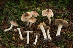 Pseudosperma rimosum