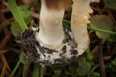 Pseudosperma rimosum