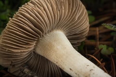 Pseudosperma rimosum