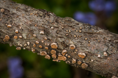 Aleurodiscus grantii