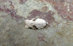 Acleris kochiella