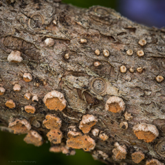 Aleurodiscus grantii