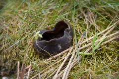 Dissingia leucomelaena