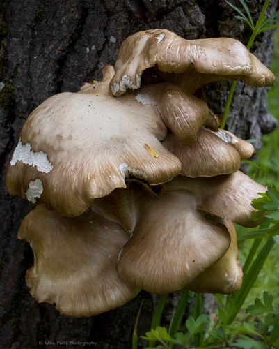 aspen oyster mushroom