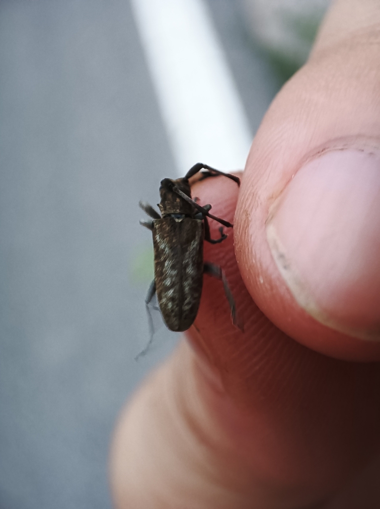 Acalolepta degener from Baoding, CNHB, CN on July 11, 2023 at 0727 PM