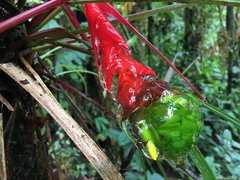 Guzmania