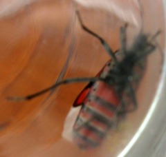 Spilostethus pandurus elegans