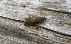 Dichrorampha aeratana