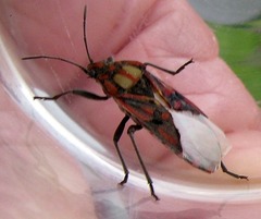 Spilostethus pandurus elegans