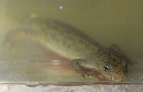 Mlok horský (Mesotriton alpestris)