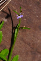 Lobelia anceps