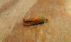 Dichrorampha flavidorsana