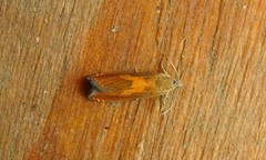 Dichrorampha flavidorsana