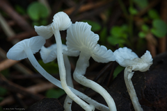 Hemimycena lactea