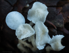 Hemimycena lactea
