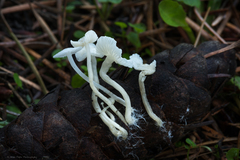 Hemimycena lactea