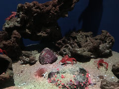 Enoplometopus occidentalis