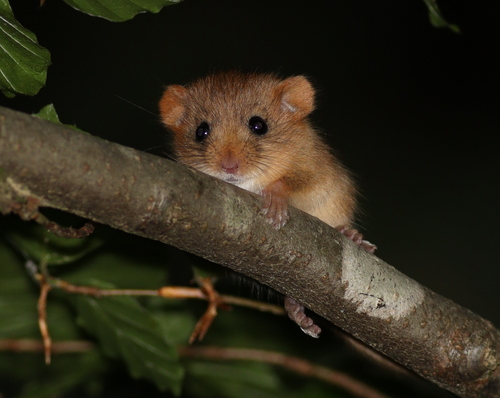 Puh orašar (Muscardinus avellanarius)