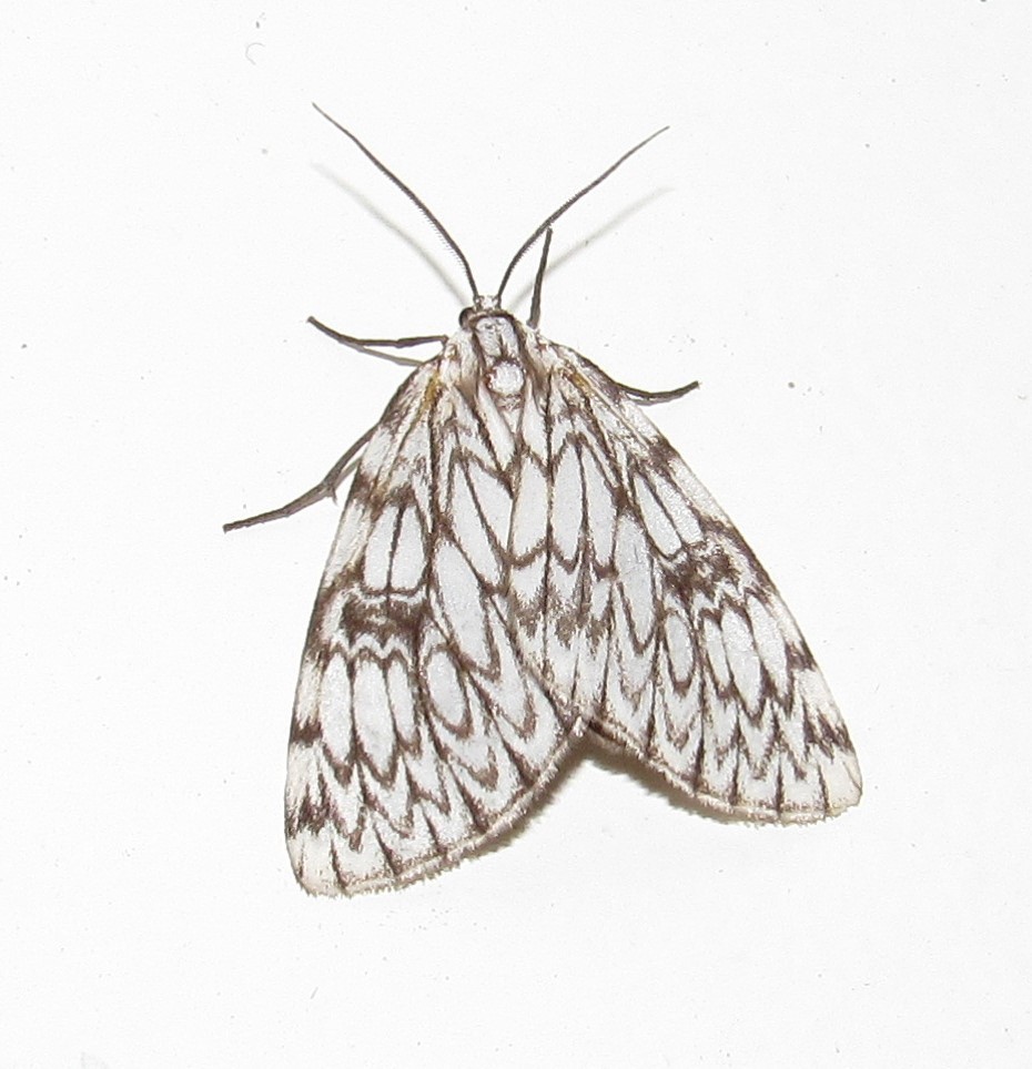Fulgurodes perasata