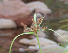 Cyperus lucidus