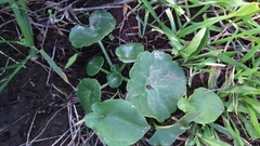 Umbilicus intermedius