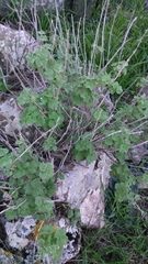 Pseudodictamnus undulatus