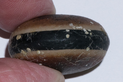 Mucuna sloanei