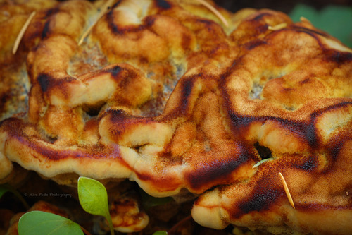 New World Dyer's Polypore