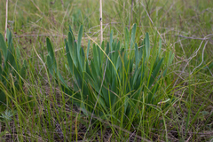 Allium nutans