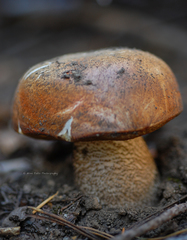 Leccinum ponderosum